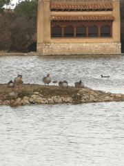 Limosa