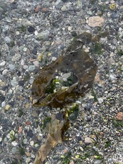Saccharina latissima