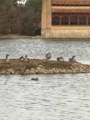 Limosa