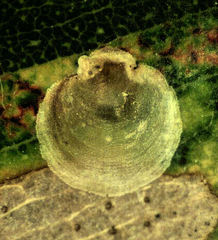 Creiis lituratus
