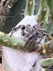 Phidippus texanus