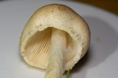 Lepiota oreadiformis