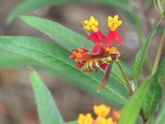 Polistes major major