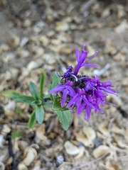 Monardella sinuata nigrescens