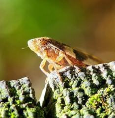 Aphrophora