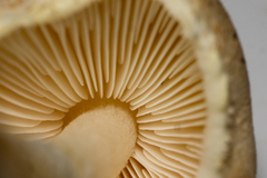 Lepiota oreadiformis