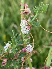 Cuscuta europaea