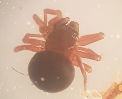 Ceratinella scabrosa