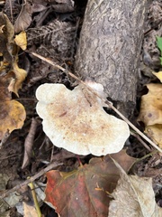 Fuscopostia fragilis