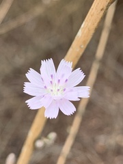 Stephanomeria diegensis