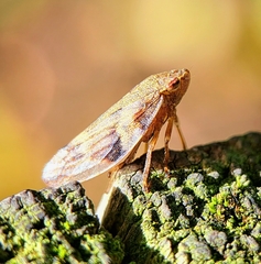 Aphrophora