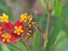 Polistes major major