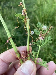 Cuscuta europaea
