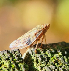 Aphrophora