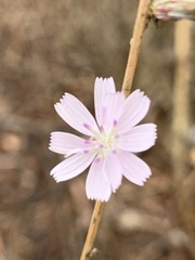 Stephanomeria diegensis