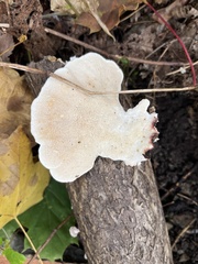 Fuscopostia fragilis