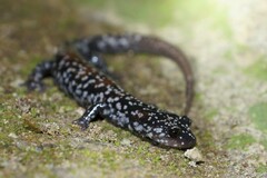 Plethodon yonahlossee