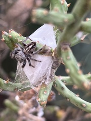 Phidippus texanus