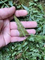 Asplenium rhizophyllum
