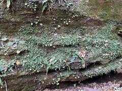 Asplenium rhizophyllum