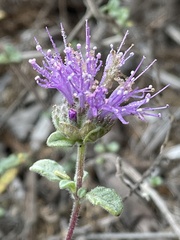 Monardella undulata