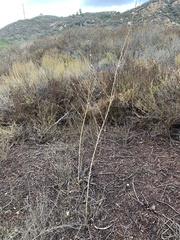 Stephanomeria diegensis