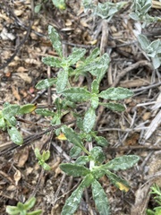 Monardella undulata