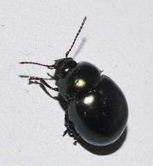 Cyrtonus almeriensis