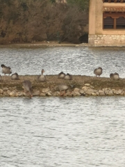 Limosa