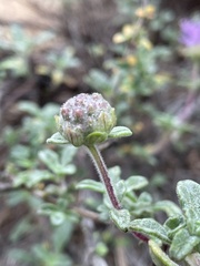 Monardella undulata
