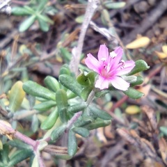 Frankenia salina