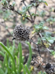 Monardella undulata