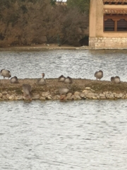 Limosa