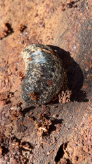 Philomycus carolinianus