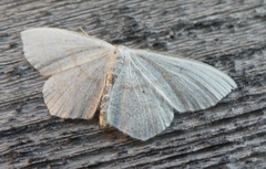 Scopula junctaria