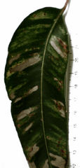 Creiis lituratus
