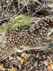 Lycoperdon molle