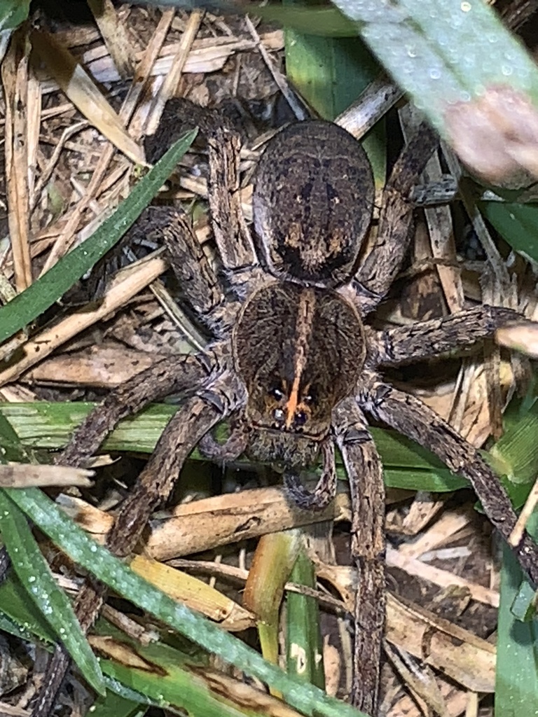 Georgia Wolf Spider from Pecan Dr, Brazoria, TX, US on October 16, 2022 ...