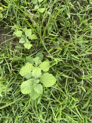 Heliotropium indicum