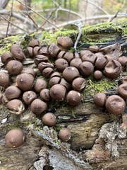 Lycoperdon molle