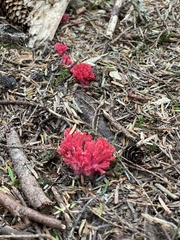 Ramaria araiospora