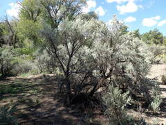 Artemisia tridentata tridentata