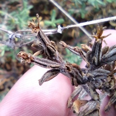 Frankenia salina