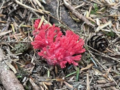 Ramaria araiospora