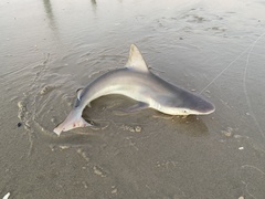 Carcharhinus plumbeus