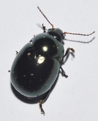 Cyrtonus almeriensis
