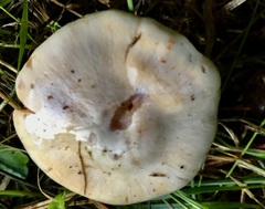 Hebeloma sacchariolens