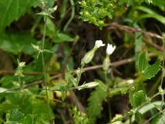 Behenantha