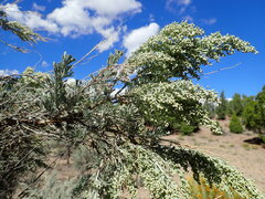 Artemisia tridentata tridentata
