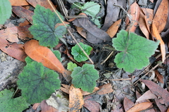 Heuchera micrantha